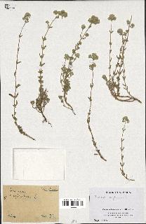 spécimen de Teucrium capitatum