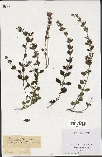 spécimen de Teucrium chamaedrys