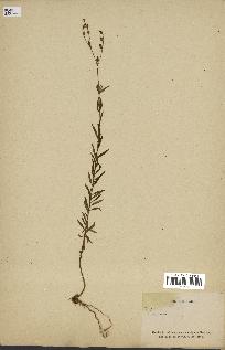 spécimen de Linaria sp.