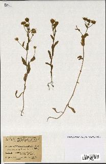 spécimen de Andryala laxiflora