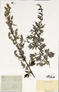 spécimen de Artemisia vulgaris