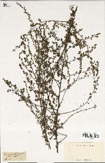 spécimen de Artemisia crithmifolia