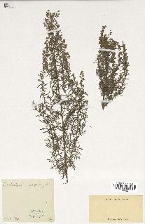 spécimen de Artemisia pontica