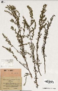 spécimen de Artemisia campestris