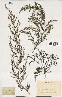 spécimen de Artemisia desertorum