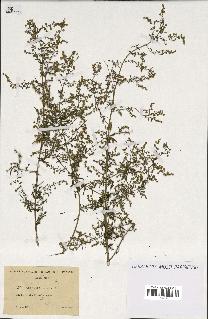 spécimen de Artemisia annua