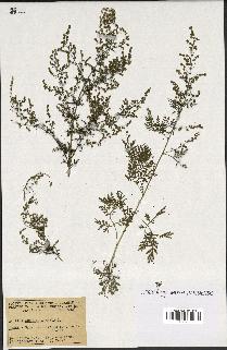 spécimen de Artemisia annua