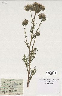 spécimen de Phacelia tanacetifolia