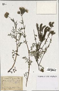 spécimen de Phacelia tanacetifolia