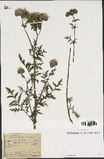 spécimen de Phacelia tanacetifolia