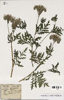 spécimen de Phacelia tanacetifolia