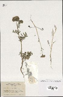 spécimen de Phacelia tanacetifolia