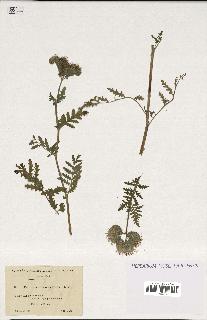 spécimen de Phacelia tanacetifolia