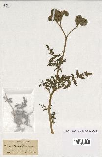 spécimen de Phacelia tanacetifolia