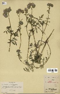 spécimen de Phacelia tanacetifolia