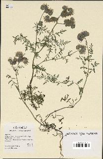 spécimen de Phacelia tanacetifolia