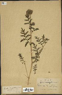 spécimen de Phacelia tanacetifolia