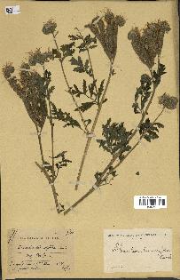 spécimen de Phacelia tanacetifolia