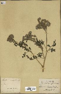 spécimen de Phacelia tanacetifolia