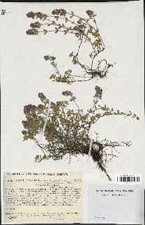 spécimen de Thymus serpyllum