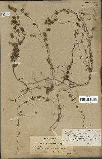 spécimen de Thymus serpyllum
