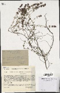 spécimen de Thymus embergeri