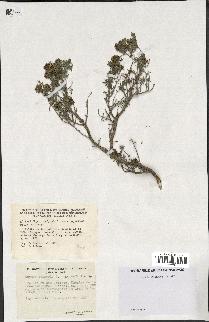 spécimen de Thymus vulgaris