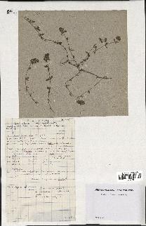 spécimen de Thymus vulgaris