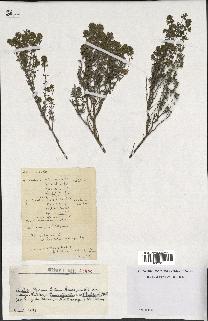 spécimen de Thymus vulgaris