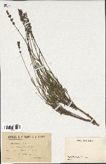 spécimen de Lavandula spica