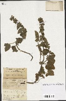 spécimen de Stachys circinata