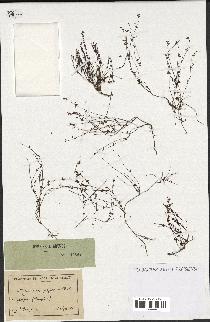 spécimen de Micromeria filiformis