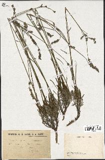 spécimen de Lavandula latifolia