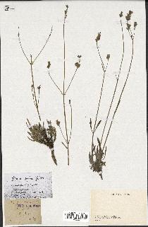 spécimen de Lavandula latifolia