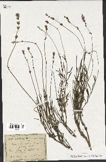 spécimen de Lavandula spica