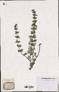 spécimen de Teucrium botrys