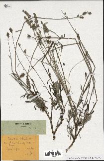 spécimen de Lavandula latifolia