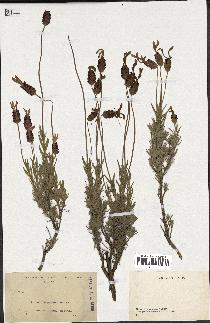 spécimen de Lavandula pedunculata