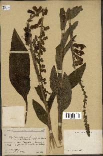 spécimen de Digitalis purpurea