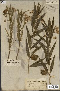 spécimen de Gomphocarpus fruticosus