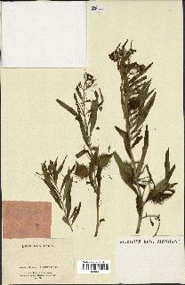 spécimen de Gomphocarpus fruticosus