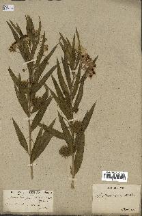 spécimen de Gomphocarpus fruticosus