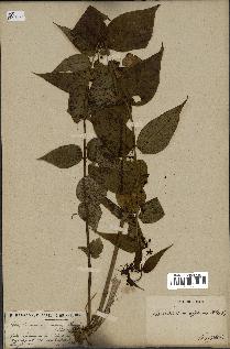 spécimen de Vincetoxicum nigrum