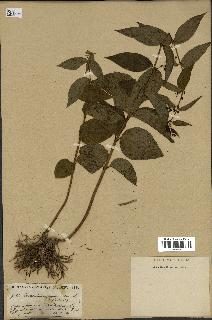 spécimen de Vincetoxicum nigrum