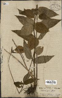 spécimen de Vincetoxicum nigrum