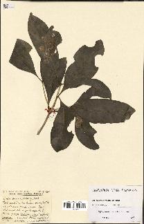 spécimen de Coffea perrieri