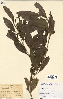 spécimen de Coffea perrieri