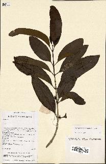 spécimen de Coffea perrieri