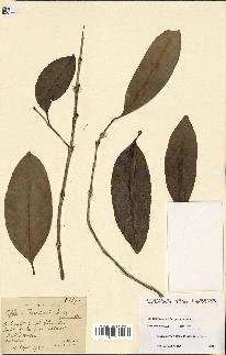 spécimen de Coffea perrieri