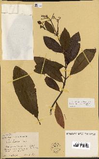 spécimen de Cinchona officinalis
